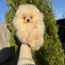 Померанський шпиц шукає люблячу родину, в г.Прага