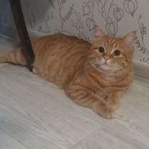 Рыжая красавица Нюша в добрые руки!, в Москве