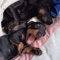 Щенок таксы, девочка, в г.Донецк