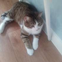 Котята в добрые руки, в Барнауле