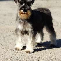 Цверг шнауцер, в г.Берлин