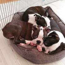 Бостон Терьер щенки!, в г.Хаабнеэме