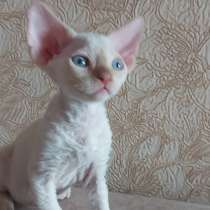 Девон рекс, в Москве