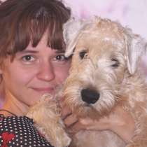 Ирландский мягкошерстный пшеничный терьер, в Санкт-Петербурге