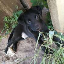Чудесный щенок в ПОДАРОК!, в г.Барановичи