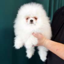 Продаются Шпицы белого окраса девочки, в г.Вольфенбюттель