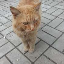 Кот Рыжик, в Наро-Фоминске