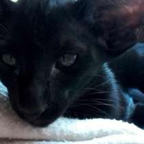 Котята ориентальной породы, в Санкт-Петербурге