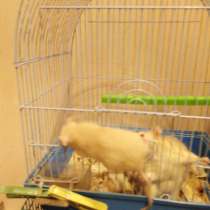 КРЫСЯТА 150, в Воронеже