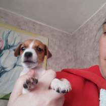 Продам щенков породы Джек Рассел терьер, в г.Кагул
