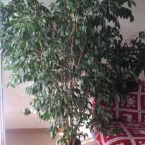 Фикус, в Кемерове