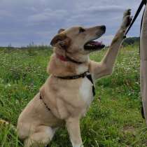 Ищет дом и хозяина очаровательная Рыжуля, в Москве