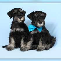 ЩЕНКИ ЦВЕРГШНАУЦЕРА Ч/С окраса, в Иванове