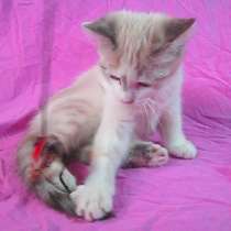 Где Ты бродишь? Мне уже 4 месяца, я котенок девочка, в г.Усть-Каменогорск