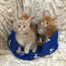 Котята мейн-кун, в г.Назарет