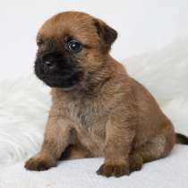 Щенки керн терьера, в Архангельске