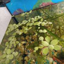 Аквариумные растения, в Березниках