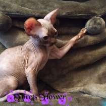 Канадский сфинкс, в г.Рига