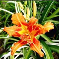 Лилейник "Kwanso Variegata", в Краснодаре