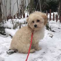 Мальтипу F - 1, в г.Ульмет