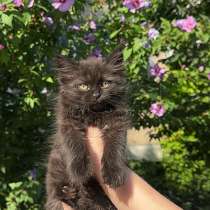 Отдам в добрые руки котенка, в Махачкале