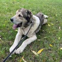 Самый добрый алабай ищет своего человека!, в Москве