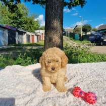 Щенки тойпуделя красный черный абрикос, в г.Минск