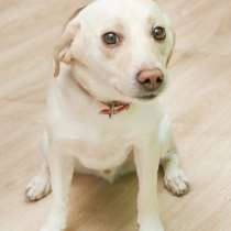 Ласковый маленький пёсик ищет дом, в Санкт-Петербурге