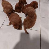 Пудель той, в г.Афины