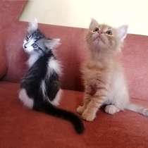 Перси и Штурмовик, очаровательные домашние котята в дар, в Москве