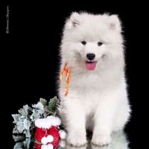 Самоеда (самоедская собака) щенки продаются, в Москве