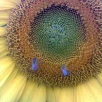 Улики, в Омске