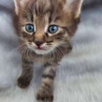 Подарю котят, в г.Тараз