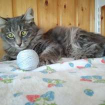 Серебристая красавица Матрешка в дар (5 мес.)!, в Москве