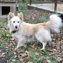 Джерри ищет хозяев, в Задонске