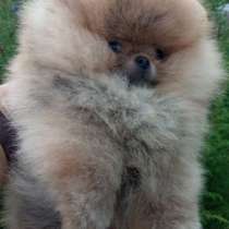 Померанский шпиц. Мишка, в г.Херсбрук