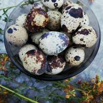 Перепелиные яйца, в Луховицах