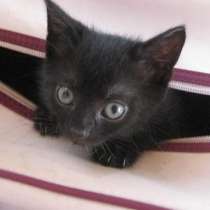 Продается котенок бомбейской породы, в Москве