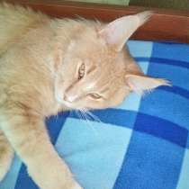 Вязка Мейн-Куна, в г.Кокшетау