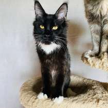 Кот Мейн кун, в г.Шанхай