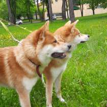 Акита ину, в г.Минск