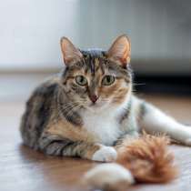 Красавица Кира, молодая ласковая трехцветная кошечка в дар, в Москве