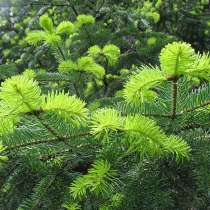 Продаю саженцы пихты 50 см, в Москве