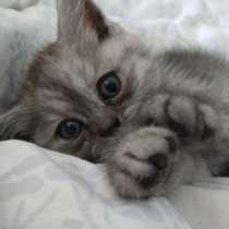 Кошечка с доставкой, в Челябинске