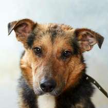 Рик милый и небольшой песик, в Москве