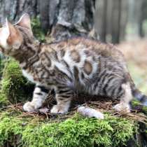 Бенгальский мальчик в разведение, в г.Флорида