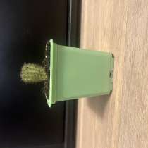 Кактус, в Щелково