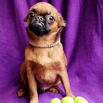 Пти-брабансон ярко-рыжий мальчик, в Москве