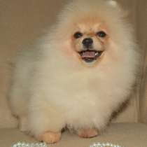 Шпикинес F - 2. Эксклюзив!, в г.Штутгарт