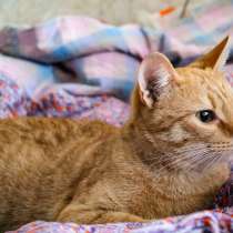 Котик Оскар в добрые руки, в Санкт-Петербурге